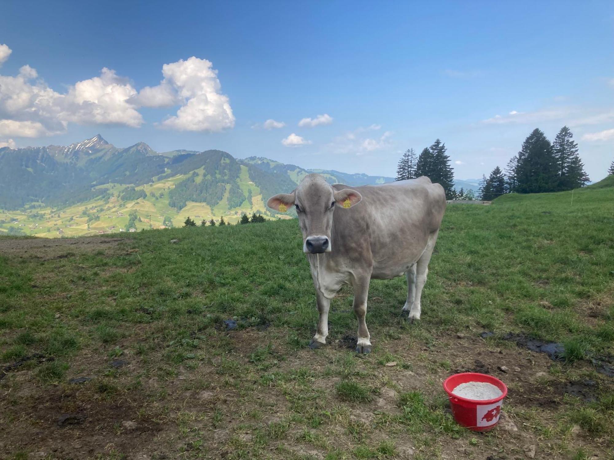 Wies Stein  Exteriör bild
